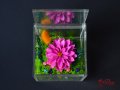 Вечни Цветя в Акрилна Кутия / Стилен Подарък за Рожден Ден на Жена / Естествена Вечна Далия в Кутия, снимка 8