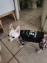 Cool FBI Pet-Топъл Гащеризон за куче,есен,зима,високо качество, снимка 10
