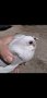 Продавам гълъби кабаци , снимка 1 - Гълъби - 43977051