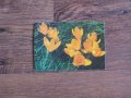Пощенски картички Честита Пролет от 1982 и 1988 г. - нови , снимка 5
