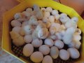 Разплодни яйца и пиленца от Легхорн, Легбар, Австралорп черен, син, Бял , снимка 10