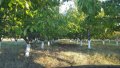 Овощна градина череши от собственик, снимка 1 - Земеделска земя - 26207054