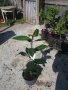 Магнолия Грандифлора  “Magnolia Grandiflora”, снимка 11