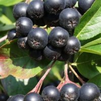 Арония- Aronia melanocarpa Aronija Aронија, род Sorbus, подрод Aronia на семейство Розоцветни (Rosac, снимка 2 - Градински цветя и растения - 27548381