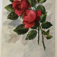 Картички рози, снимка 6 - Филателия - 28915077