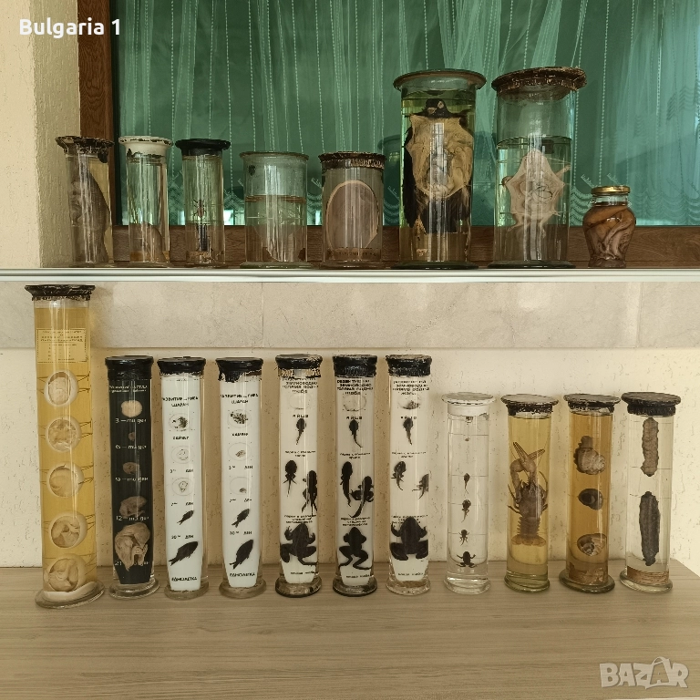 Консервирани Препарирани влечуги животни и морски обитатели в стъкленица, снимка 1