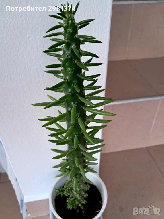 Кактус, снимка 1