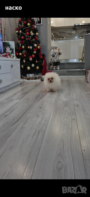 Померан момче , снимка 1