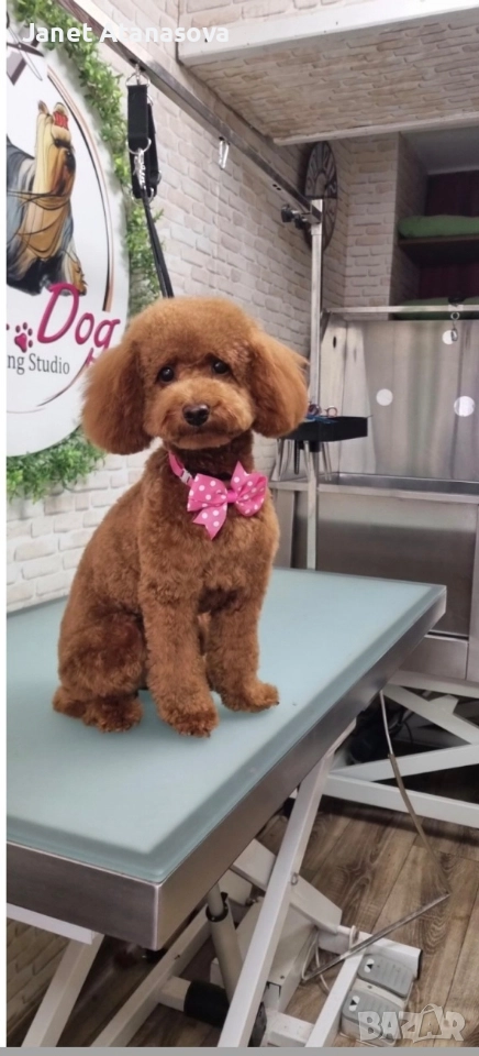 женски мини пудел, снимка 1