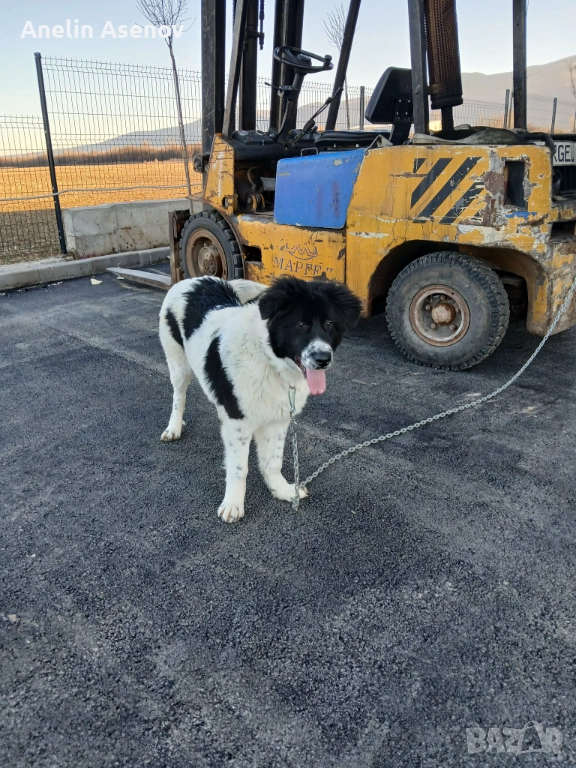 Каракачанка , снимка 1