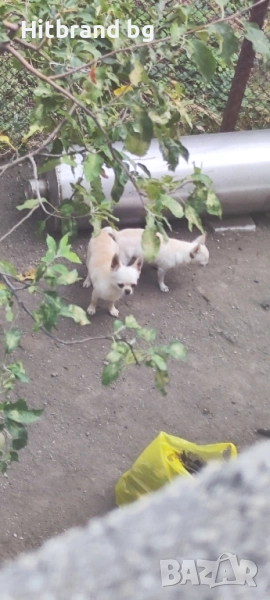 Чихуахуа женско , снимка 1