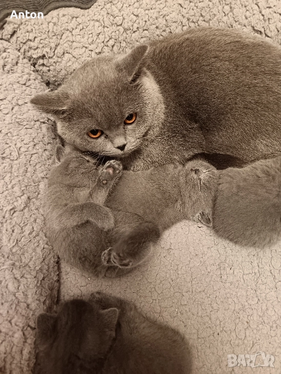 Британчета, снимка 1