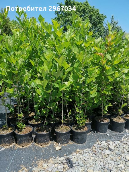 чинари 140 см цена 25, снимка 1