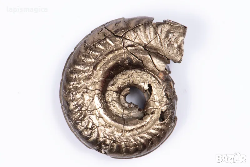 Пиритизиран амонит 5.38g 24.3mm #19, снимка 1