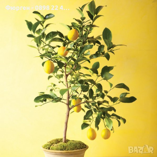 Лимон - Облагороден, снимка 1