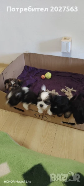 ПРОДАВАМ КУЧЕНЦА, снимка 1