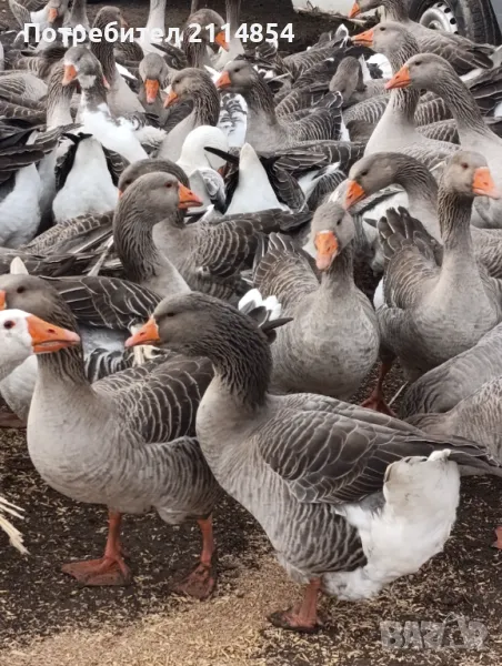  Гъски и яйца , снимка 1