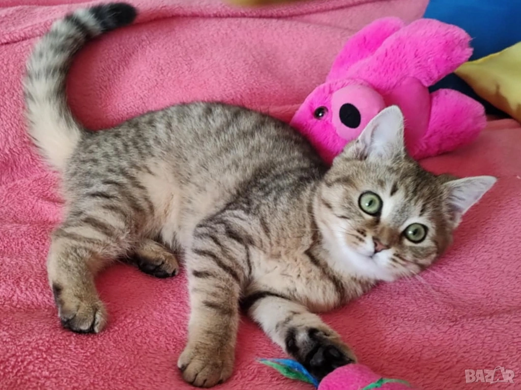 Женско, британско котенце, коте златно таби, BRI ny 24, британска котка, снимка 1