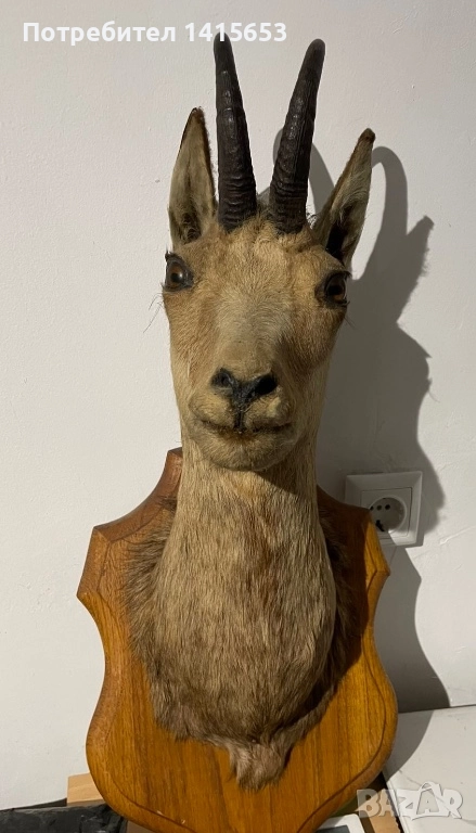 Продавам препарирана дива коза, снимка 1