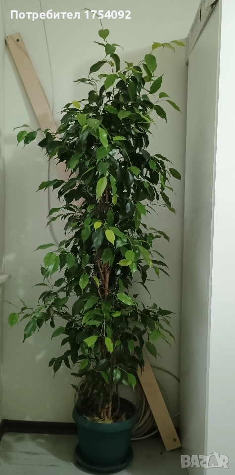 Бенджамин , снимка 1