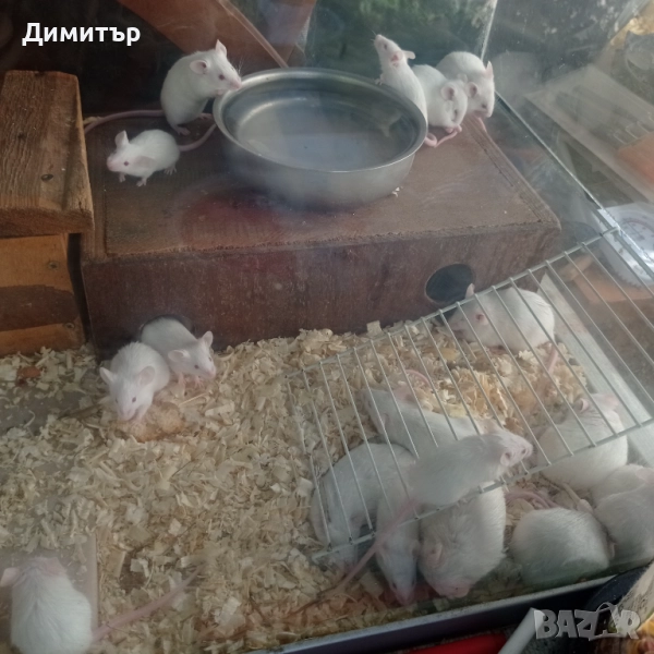 Бели мишки мишкета, снимка 1