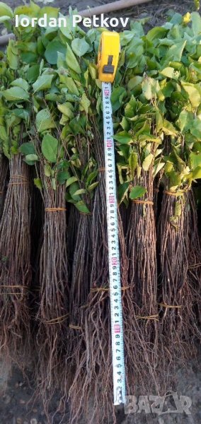 Подложка махалебка, снимка 1