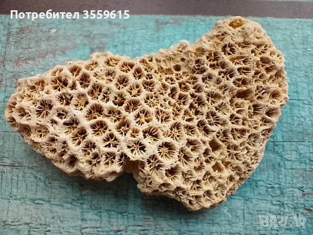 красив екзотичен корал от Шри Ланка, снимка 2 - Други - 40420980