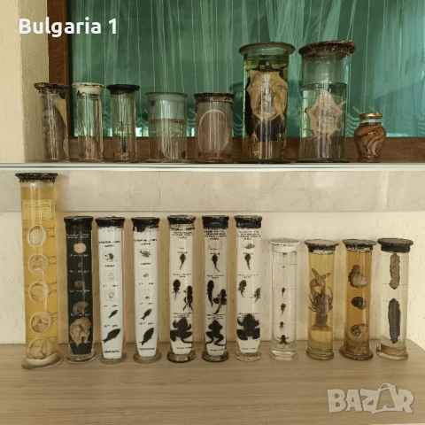 Консервирани Препарирани влечуги животни и морски обитатели в стъкленица