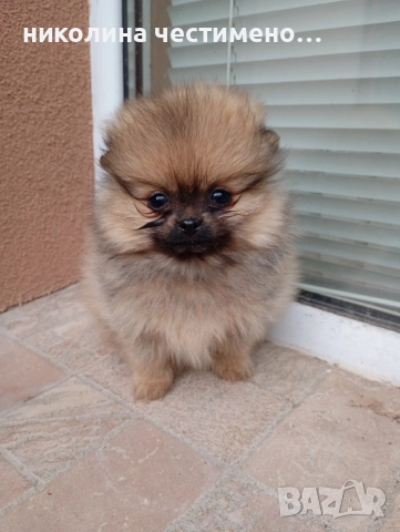 мини момиченце померан, снимка 4 - Померан - 52788783