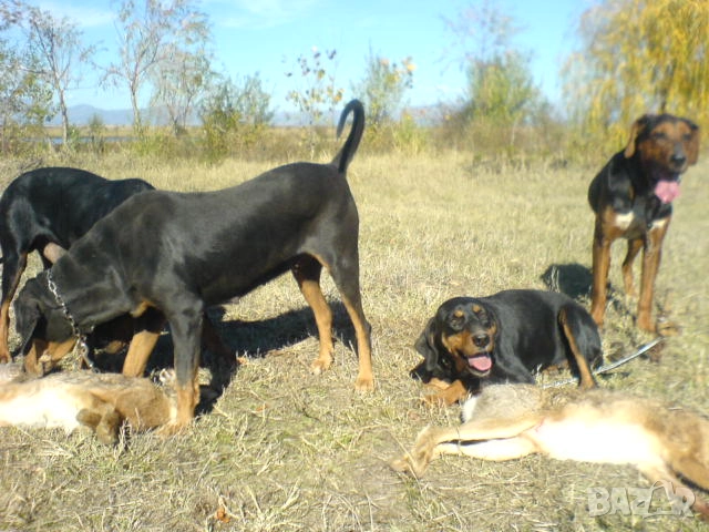 Гончета обучени за лов , снимка 3 - Гонче - 52086862
