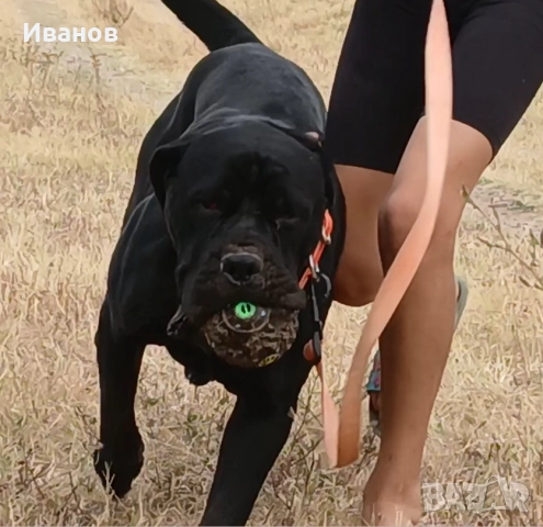 Кане Корсо женско, снимка 4 - Кане корсо - 50927005