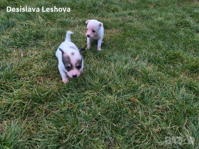 Тези малки сладури си търсят дом :)