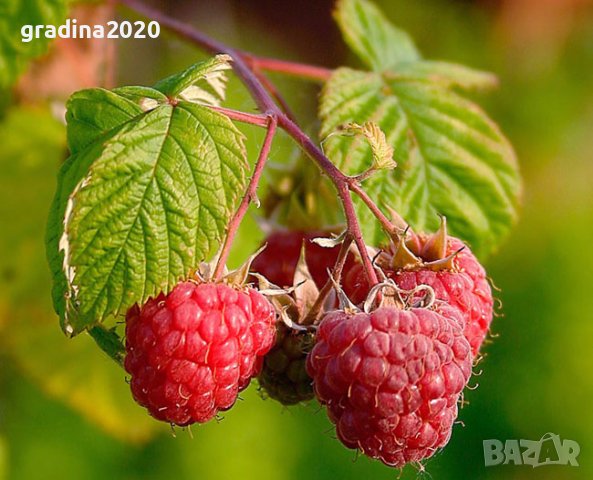 Дива малина - Rubus idaeus, снимка 1 - Разсади - 37336742