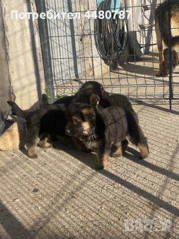 Чистокръвни немски овчарки , снимка 7 - Немска овчарка - 52947702
