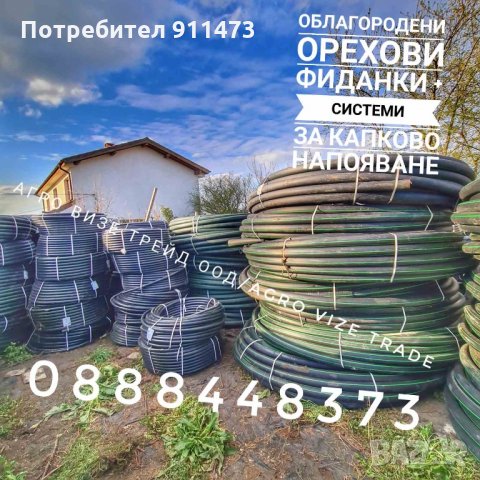 Фиданки орех сорт Чандлър, снимка 10 - Разсади - 35102903