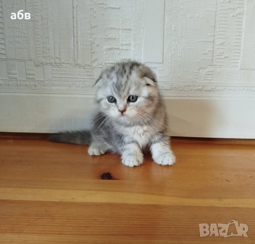 Уникално клепоухо момче , снимка 3 - Британска късокосместа - 53063285