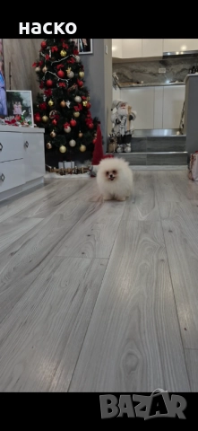 Померан момче 