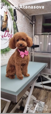 женски мини пудел