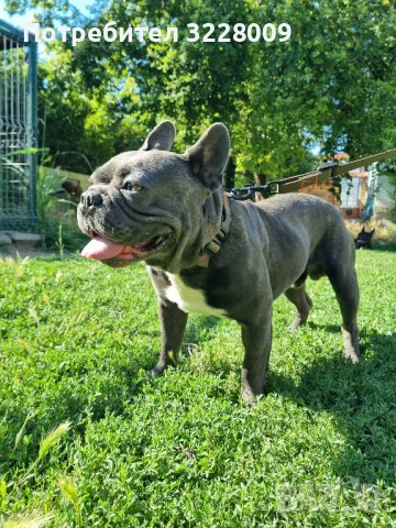 Мъжки френски булдог за разплод – идеален за здраво поколение, снимка 3 - Френски булдог - 48789791