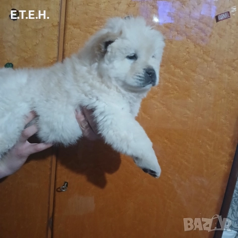 ЧАО ЧАО кутретата?  600 лв, снимка 2 - Чау Чау - 52665860