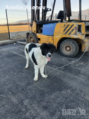 Каракачанка 