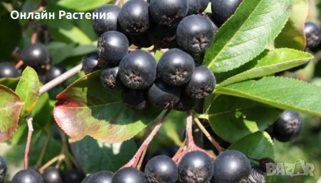 Арония - Растение  Цена за 1бр 9лв При покупка на 3 броя 1 брой подарък., снимка 2 - Градински цветя и растения - 27548381