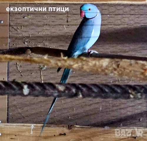 Продавам двойка М. Александри , снимка 3 - Папагали - 52528241