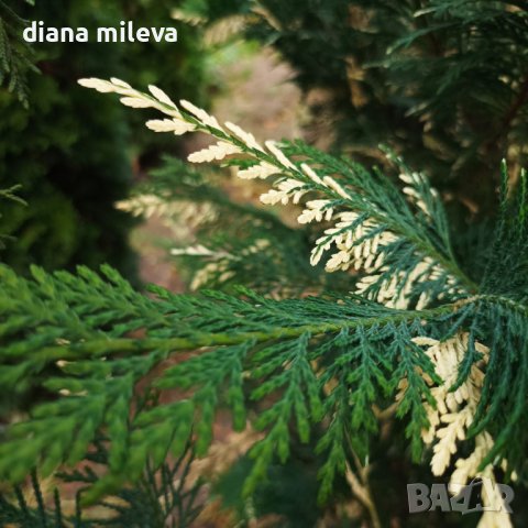 Кипарис Лейланди вариегатно, (Cupressocyparis leylandii 'Variegata'), снимка 7 - Градински цветя и растения - 43302260