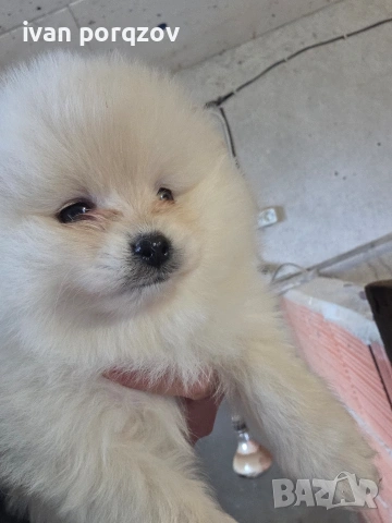 Померанчета готови за взимане страхотни, снимка 3 - Померан - 53140609