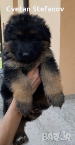 Немска овчарка, снимка 16 - Немска овчарка - 35397071