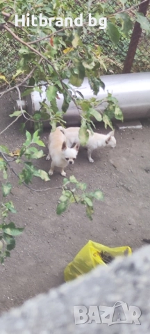 Чихуахуа женско , снимка 1