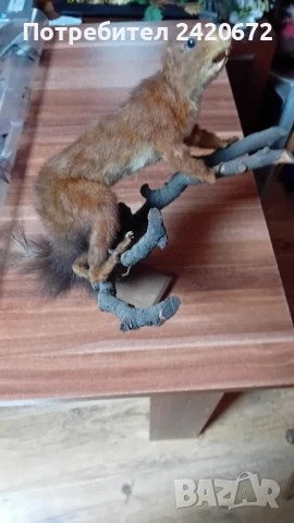 препарирана катеричка на клонка, снимка 2 - Декорация за дома - 51090826