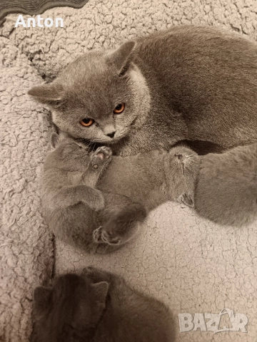 Британчета