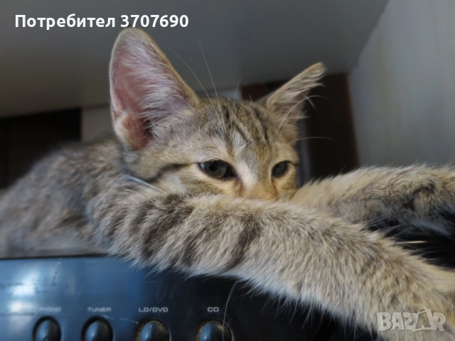 Много нежно и мекичко женско котенце, снимка 2 - Други - 52015096